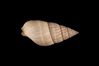 藏品(橄欖織紋螺)的圖片